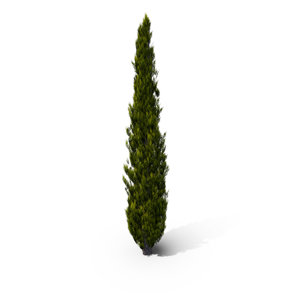 ITALIAN CYPRESS PNG Images & PSDs for Download | PixelSquid - S112563122