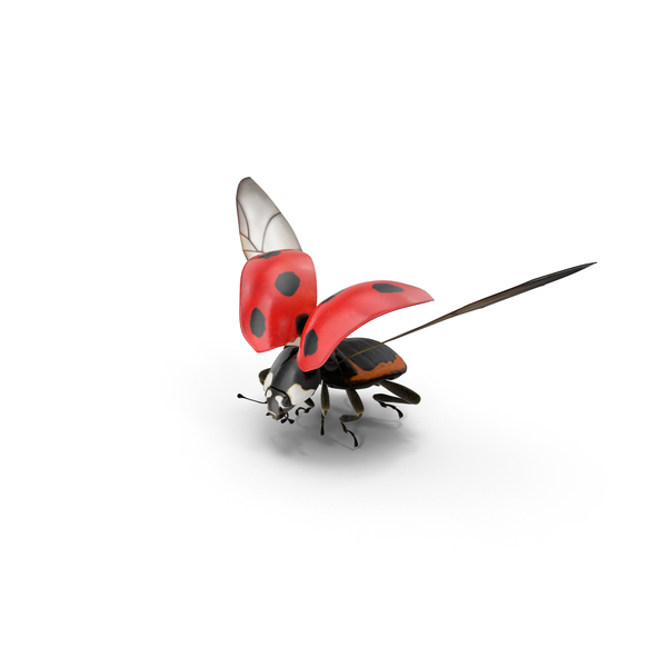 Free Ladybug Flying PNG Images & PSDs for Downloads