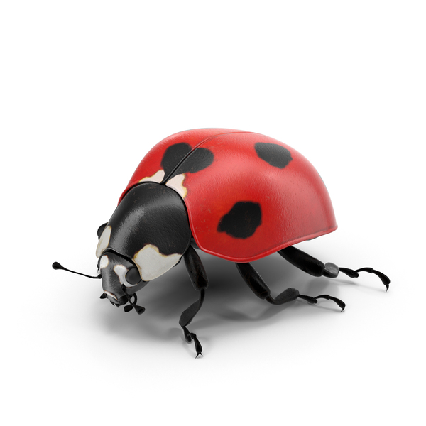 Ladybug PNG File - PNG All