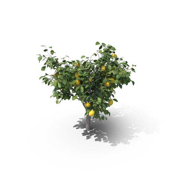 Lemon Tree PNG Images & PSDs for Download | PixelSquid - S111508218