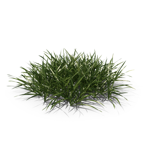 Long Lawn Grass Patch PNG Images PSDs for Download PixelSquid S123128641