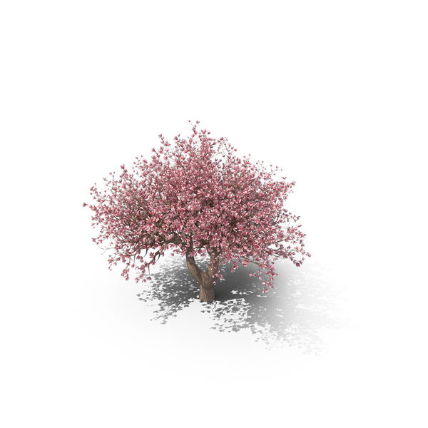 Magnolia Tree PNG Images & PSDs for Download | PixelSquid - S11222325B