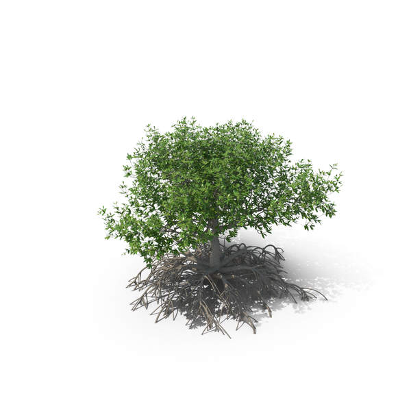 Mangrove Tree PNG Images & PSDs for Download | PixelSquid - S112223213