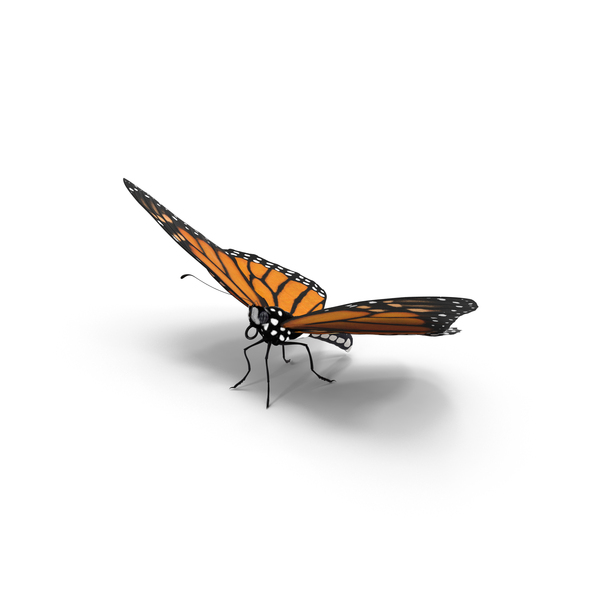 monarch butterfly png