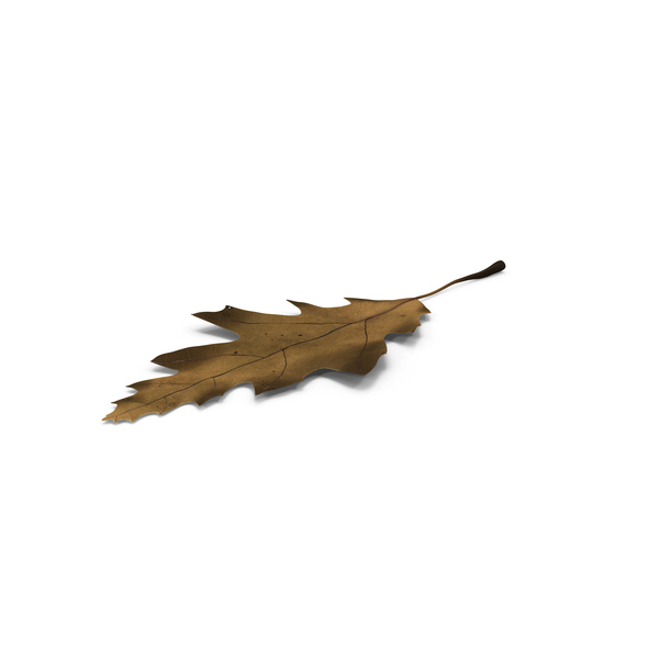 Dead leaves png