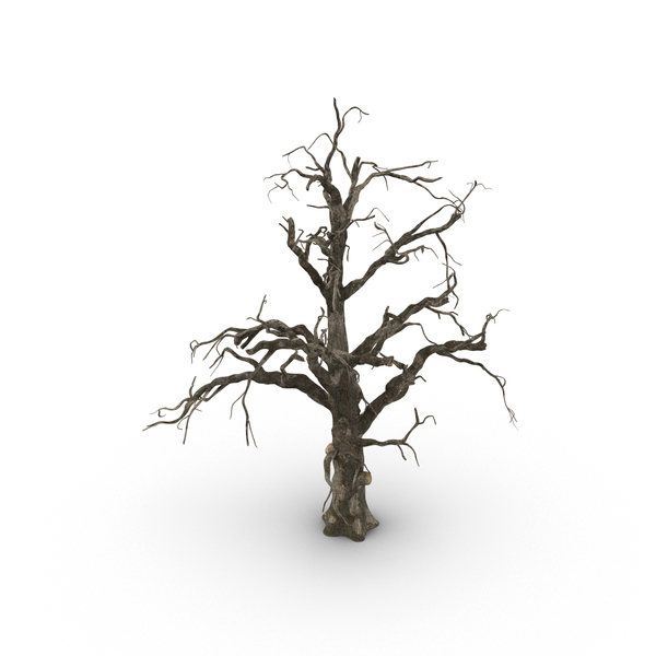 Old Dead Tree PNG Images & PSDs for Download | PixelSquid - S11106019A