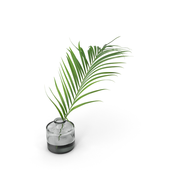palm frond png