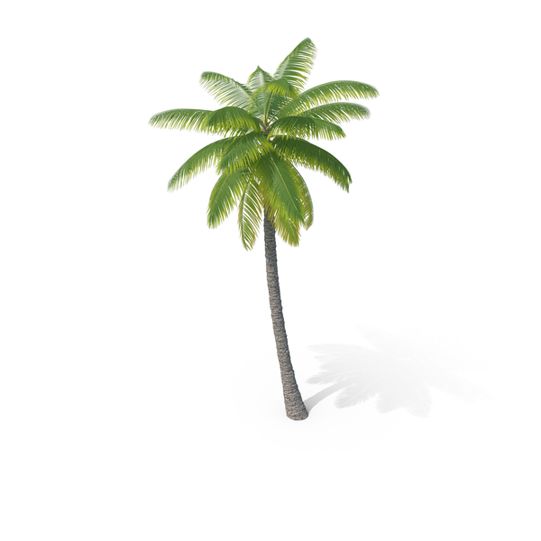 palm tree png & psd images