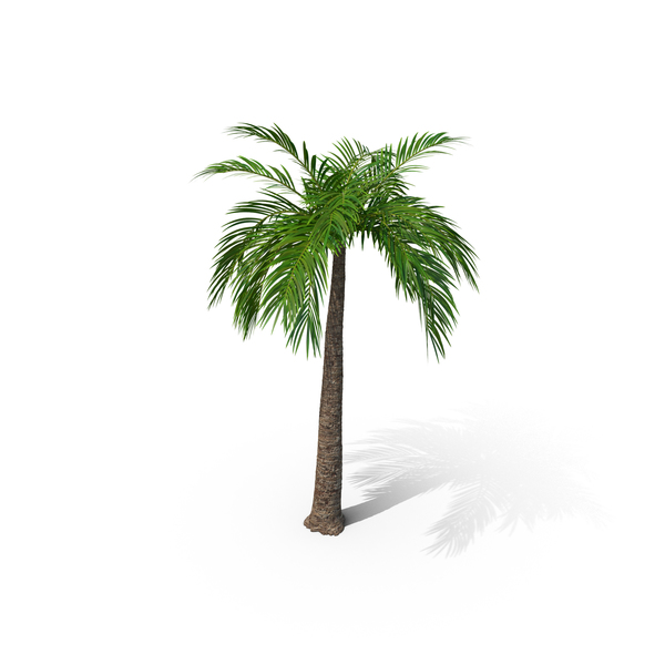 Palm Tree PNG Images & PSDs for Download | PixelSquid - S111383412