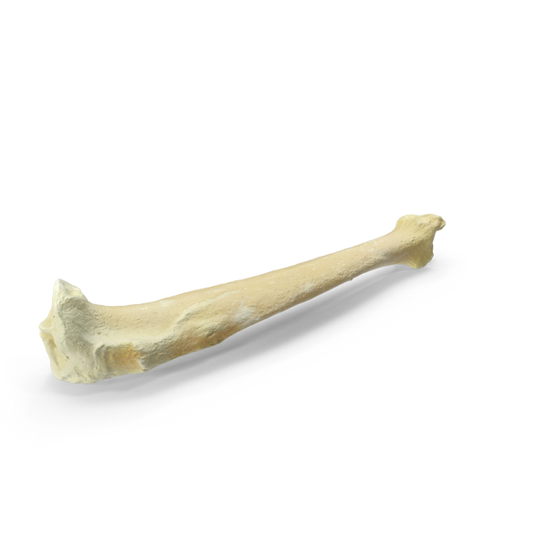 Real Tibia] Pictures?