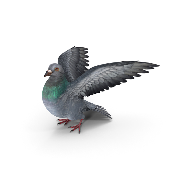 Pigeon Game Download