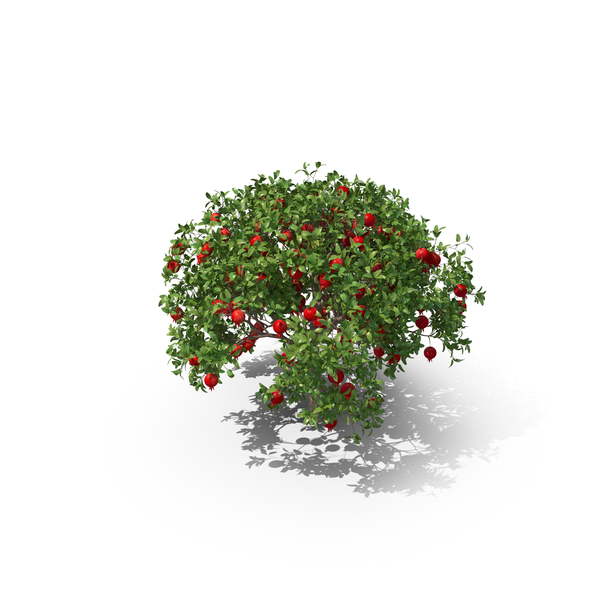Pomegranate Tree PNG Images & PSDs for Download | PixelSquid - S112223404
