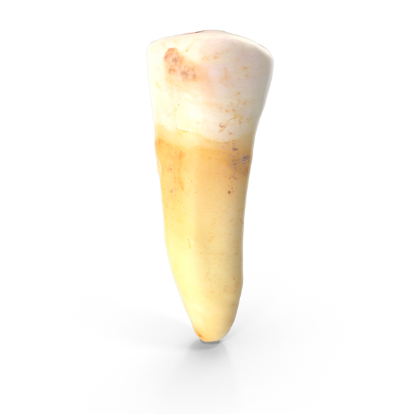 number of premolar teeth in upper jaw