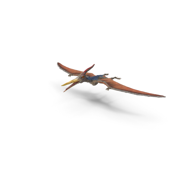 Pteranodon Standing Pose PNG Images & PSDs for Download