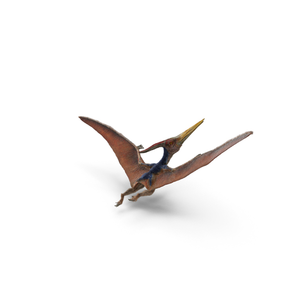 Pteranodon Flying Carnivorous Reptile Landing Pose with Fur PNG Images &  PSDs for Download