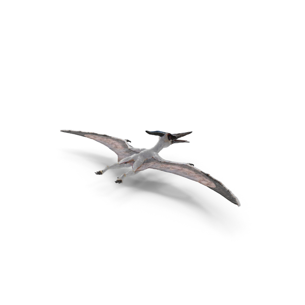 Pteranodon Pterodactyl Dinosaur on white background 8844315 PNG