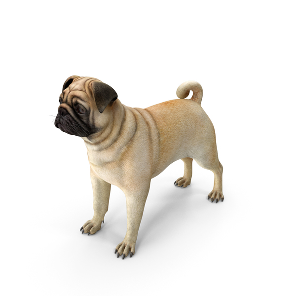 Png pug hot sale