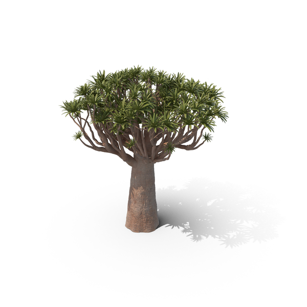 Quiver Tree PNG Images & PSDs for Download | PixelSquid - S11217250E