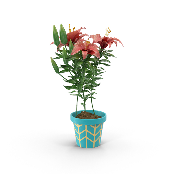 Red Flower in Blue Pot PNG Images & PSDs for Download | PixelSquid