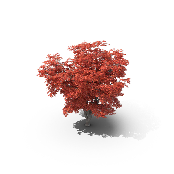 Red Maple Tree PNG Images & PSDs for Download | PixelSquid - S111465847