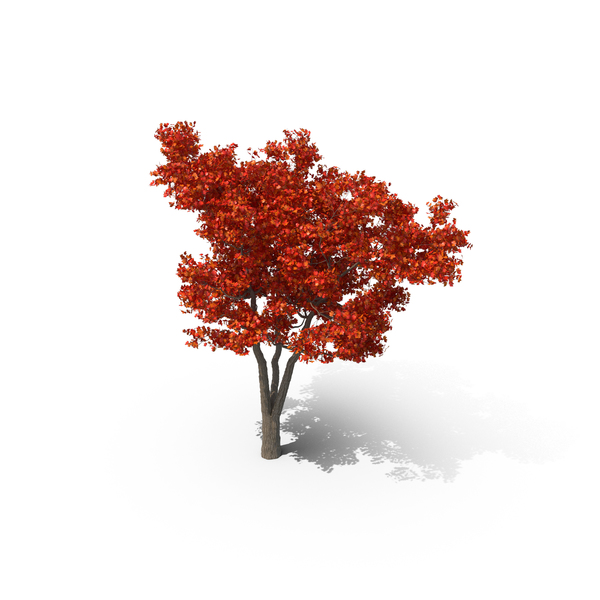 Red Maple Tree PNG Images & PSDs for Download | PixelSquid - S11215245D