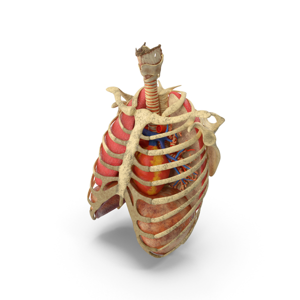 Ribs Trachea Heart Lungs PNG Images & PSDs for Download | PixelSquid