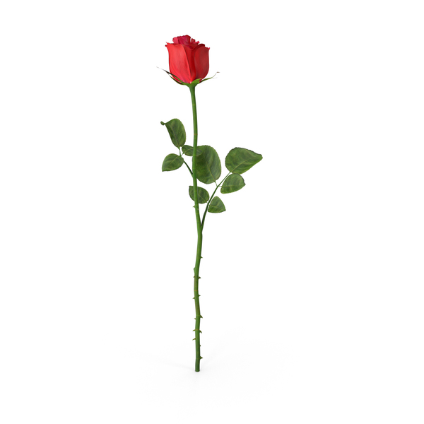 Dried Rose PNG Images & PSDs for Download