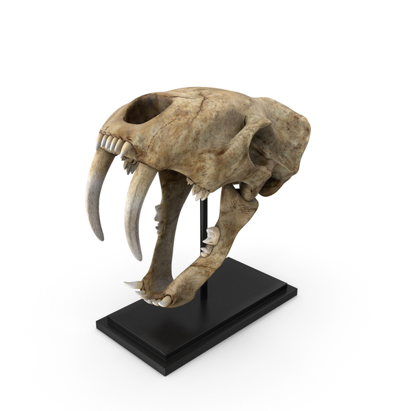 Saber Tooth Tiger Skull PNG Images & PSDs for Download
