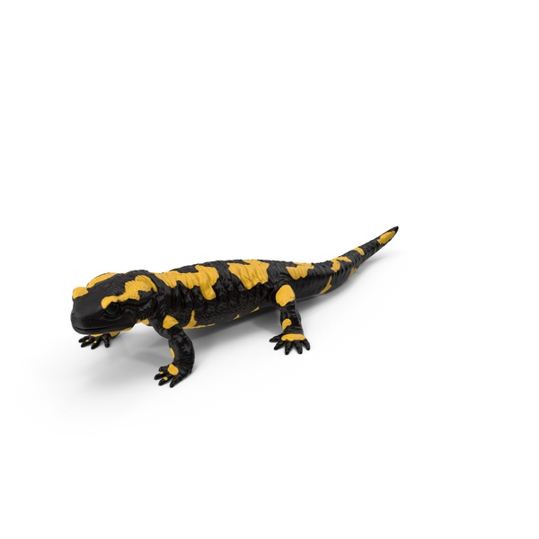 File:Salamandre.png - Wikimedia Commons