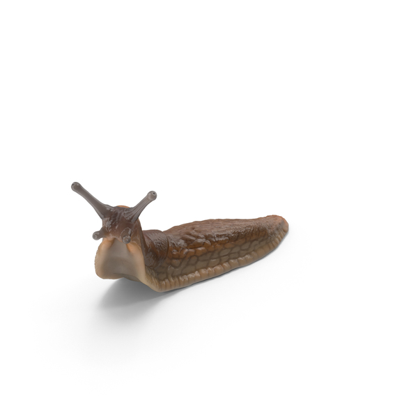 Slug PNG Images & PSDs for Download | PixelSquid - S106048353