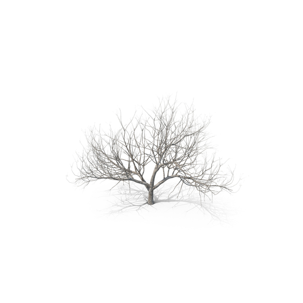 Winter Tree PNG Images & PSDs for Download