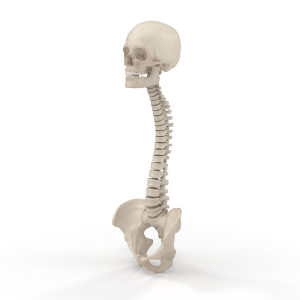 Spine with Pelvis and Skull PNG Images & PSDs for Download | PixelSquid