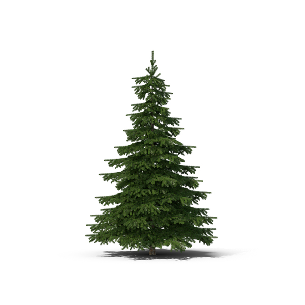 Spruce Tree PNG Images & PSDs for Download | PixelSquid - S10579675D