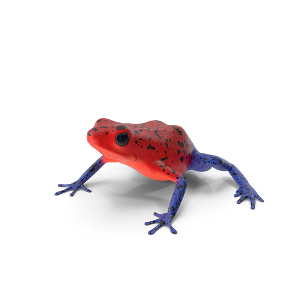 strawberry poison dart frog size
