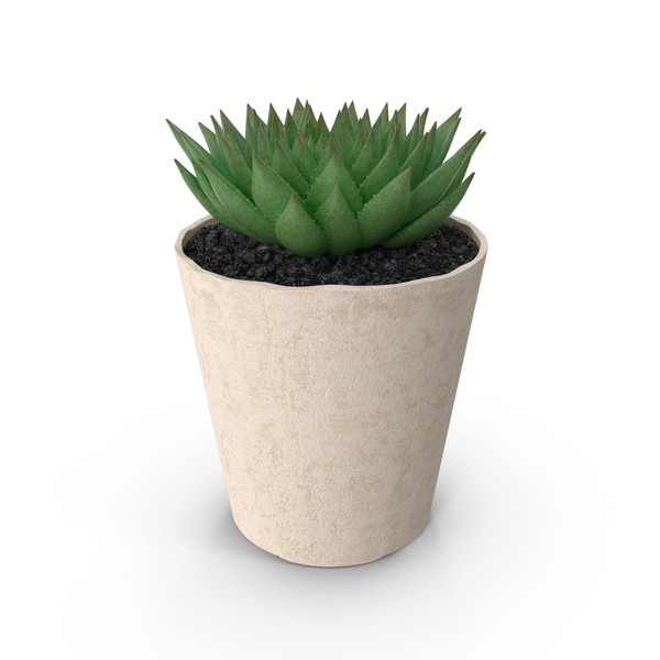 Succulent PNG Images & PSDs for Download | PixelSquid - S111323210