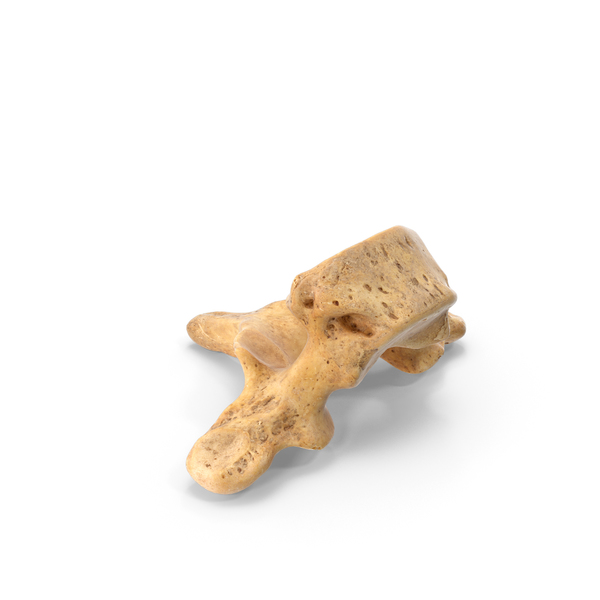 Thoracic Vertebrae Png Images Psds For Download Pixelsquid S