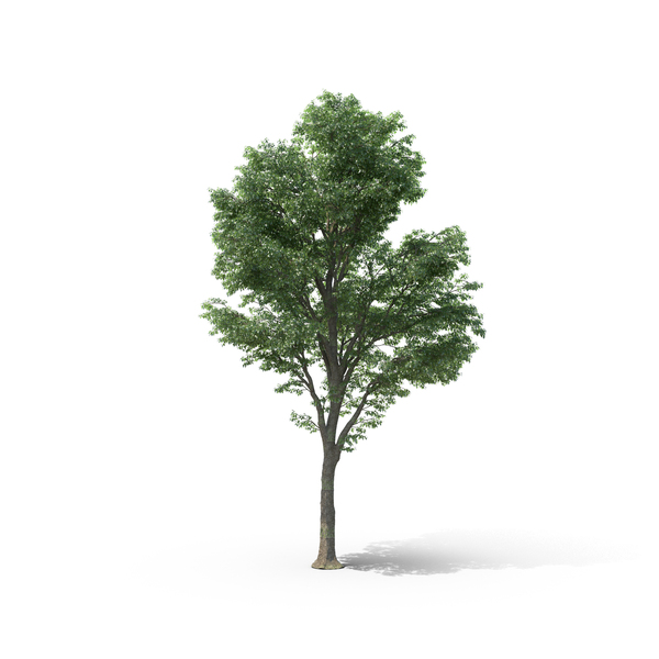 Tilia Tree PNG Images & PSDs for Download | PixelSquid - S10573850D