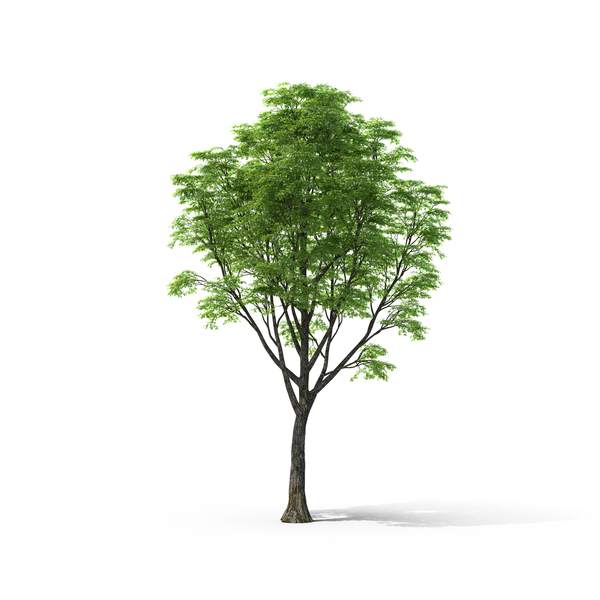 tree png & psd images