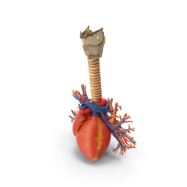 Trachea and Heart PNG Images & PSDs for Download | PixelSquid - S11286500D