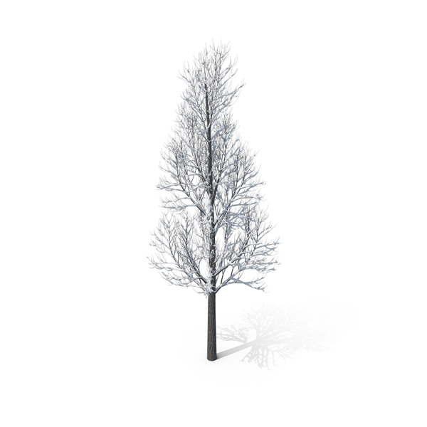 Winter Tree PNG Images & PSDs for Download