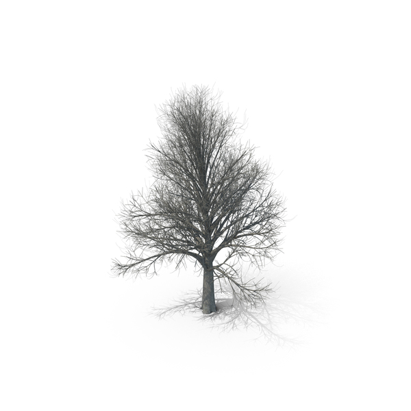 Winter Tree PNG Images & PSDs for Download