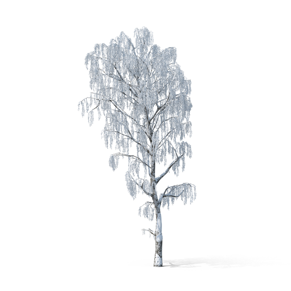 Winter Tree PNG Images & PSDs for Download | PixelSquid - S105715866