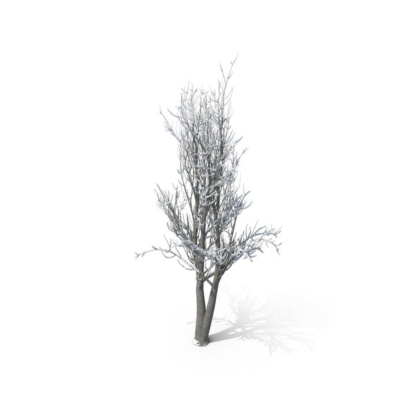 Winter Tree PNG Images & PSDs for Download | PixelSquid - S111349488