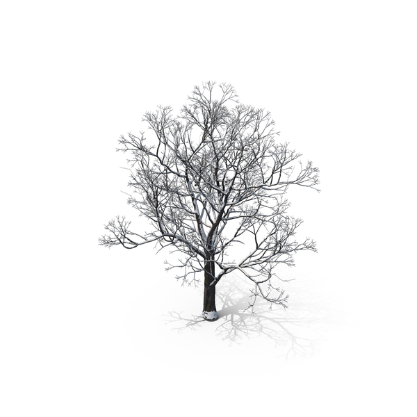 Winter Tree PNG Images & PSDs for Download