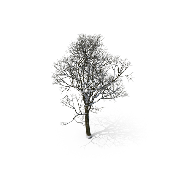 Winter Tree PNG Images & PSDs for Download