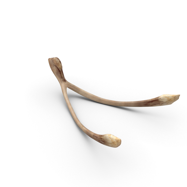 Wishbone Stock Illustration - Download Image Now - Wishbone