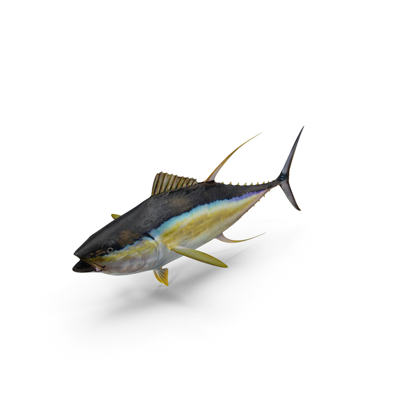 Yellowfin Tuna PNG Images & PSDs for Download