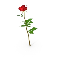 Rose PNG & PSD Images