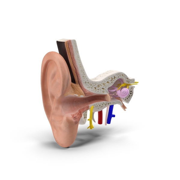 Inner Ear PNG & PSD Images