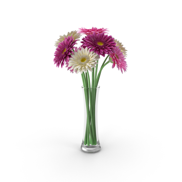 Gerbera Daisy PNG & PSD Images